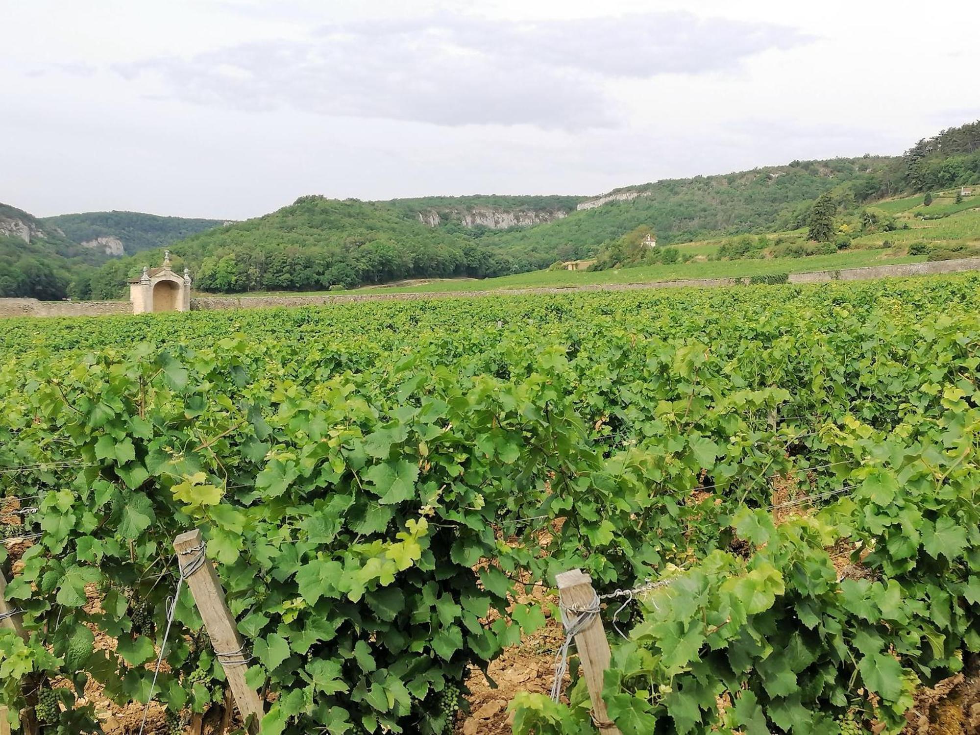 Gite Hautes Cotes De Nuits Curtil-Vergy Dış mekan fotoğraf